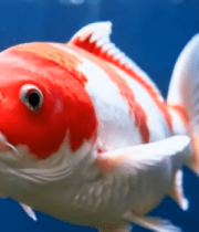 水中游动的红白锦鲤特写253#横屏 