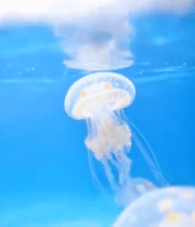 水族馆中游动的水母素材(1)14247#横屏 