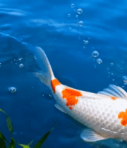 水中游动的锦鲤特写(1)7476#横屏 