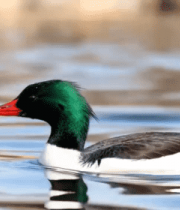 水中绿头鸭特写(1)12300#横屏 