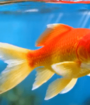 水中游动的金鱼特写素材(1)13490#横屏 