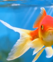 水中游动的金鱼特写素材(1)13490#横屏 