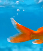 水中游动的金鱼特写4026#横屏 