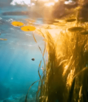 水下阳光照射水草景象4317#横屏 