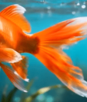 水中游动的金鱼特写素材6474#横屏 
