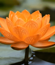 水中盛开的橙色与黄色莲花13518#横屏 