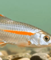 水中游弋的银色小鱼13771#横屏 