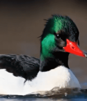 水中绿头鸭特写9405#横屏 