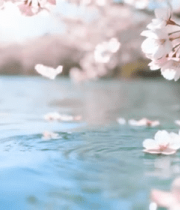 水面漂浮樱花花瓣10425#横屏 