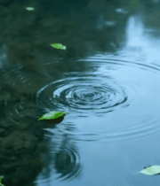 水面漂浮绿叶涟漪素材3137#横屏 