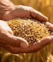 双手捧小麦谷物特写8866#横屏 