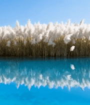 水边芦苇自然风光8877#横屏 