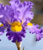 水边紫色鸢尾花特写7307#横屏 