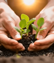 双手呵护幼苗生长素材2969#横屏 