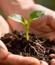 双手捧持带土幼苗11640#横屏 