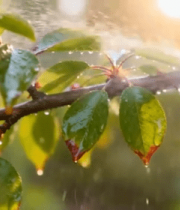 手持喷壶喷洒植物枝叶7346#横屏 