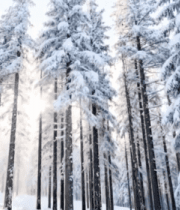 冬日雪覆盖的森林景观1340#横屏 