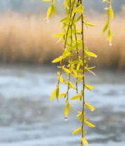 水边垂柳带露春日景象6557#横屏 