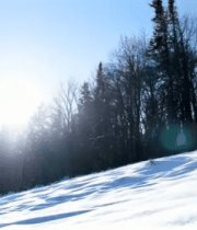 冬日雪地阳光森林景象14655#横屏 