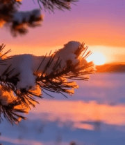 冬日雪覆松枝日出景观9832#横屏 