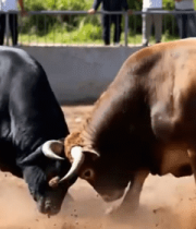 斗牛场中两头公牛相斗场景8004#横屏 