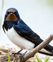 树枝上的燕子与巢穴特写5815#横屏 