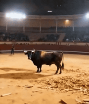 斗牛场内斗牛表演场景9933#横屏 