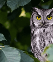 树叶间栖息的猫头鹰5878#横屏 