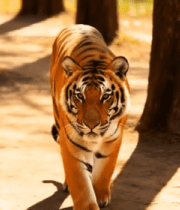 树林中行走的老虎5903#横屏 