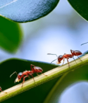 树枝上的红蚂蚁近景画面7237#横屏 