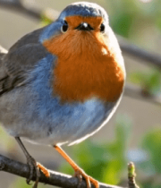 树枝上栖息的小鸟3231#横屏 