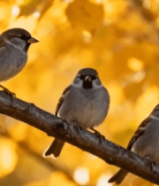 树枝上栖息的三只麻雀1407#横屏 