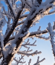 冬日阳光下覆雪树木景观4724#横屏 