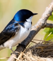 树枝上栖息的小鸟与鸟巢1254#横屏 