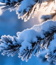 枝特写(1)11414#横屏 