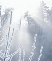 冬日森林雾凇阳光景象9265#横屏 