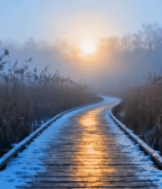 冬日林间木栈道日光风景2003#横屏 