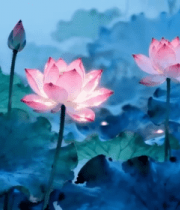 盛开荷花与荷叶自然景观11873#横屏 