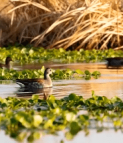 湿地水面鸭子游弋画面13701#横屏 