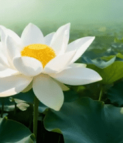 盛开的荷花与荷叶特写(1)13063#横屏 