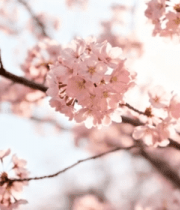 盛开的粉色樱花素材12438#横屏 