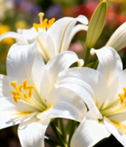 盛开的白色百合花特写2983#横屏 