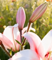 盛开的粉色百合花特写12158#横屏 
