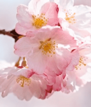 盛开的粉色樱花特写(6)13203#横屏 