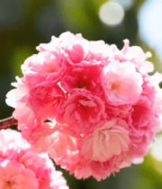 盛开的粉色樱花特写(1)469#横屏 