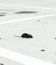 地面上的老鼠7495#横屏 