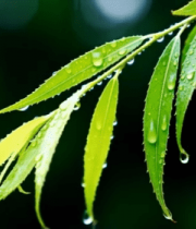 带雨滴的绿色柳叶特写562#横屏 