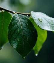 带雨滴的绿叶特写(1)8344#横屏 