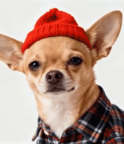 戴帽穿衬衫的可爱小狗1712#横屏 