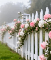 带月季花的白色栅栏田园风光2148#横屏 